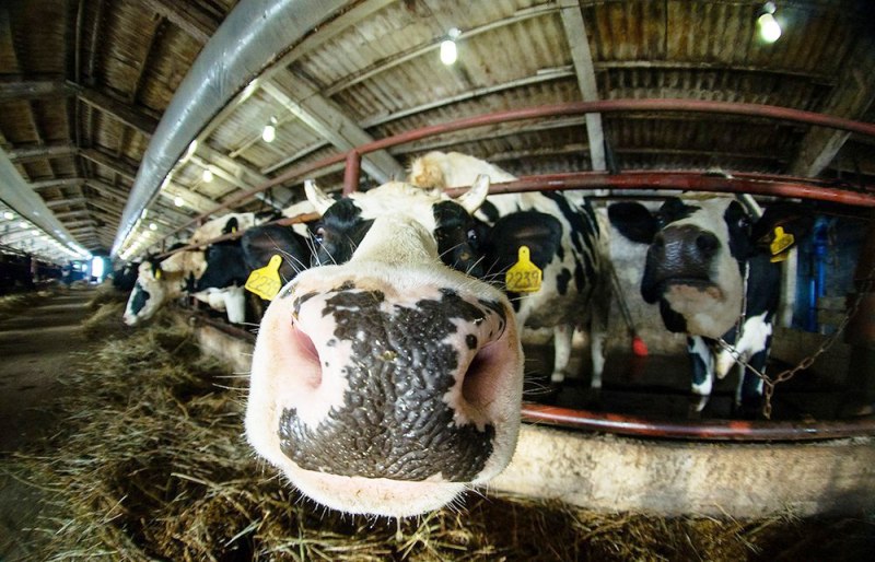 Молочная ферма – секрет успеха