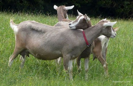 Тоггенбургские  козы и козье молоко