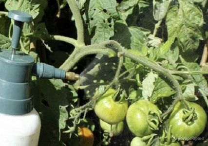 Как уберечь урожай томатов? 