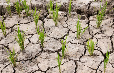 Глинистая почва - как сделать плодородной?