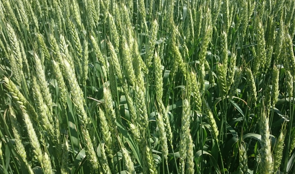 Повышение урожайности зерновых культур 