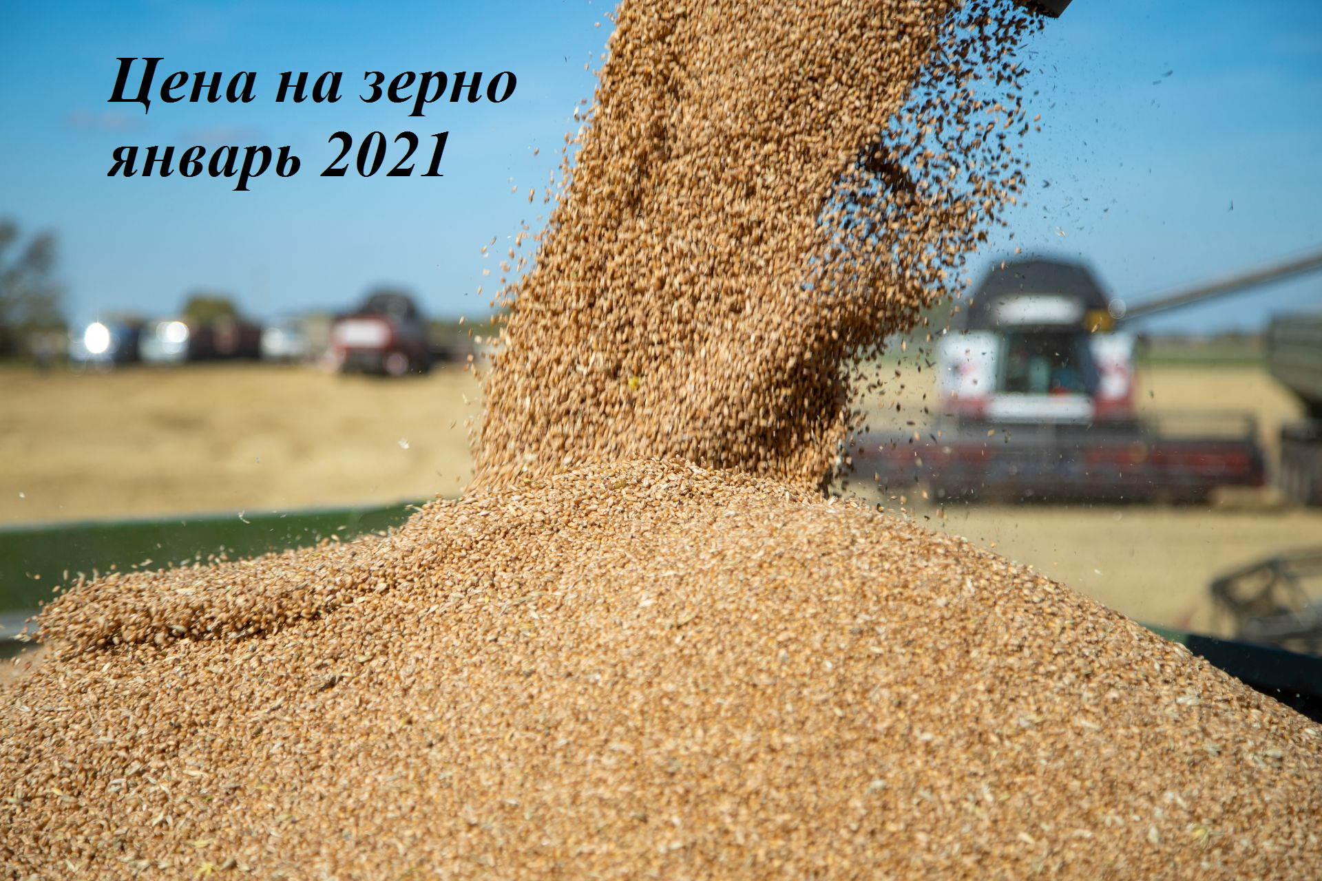  Цена на зерно – январь 2021г.