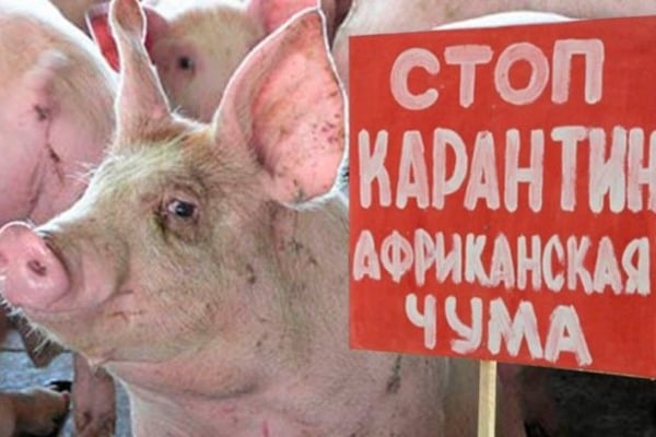 В Алтайском крае усилят контроль за содержанием свиней после первой в Сибири вспышки АЧС 