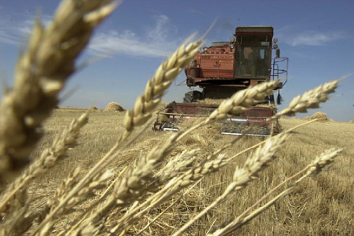 Россия в 2016 году потеряла около 10 млн тонн зерна из-за нехватки комбайнов
