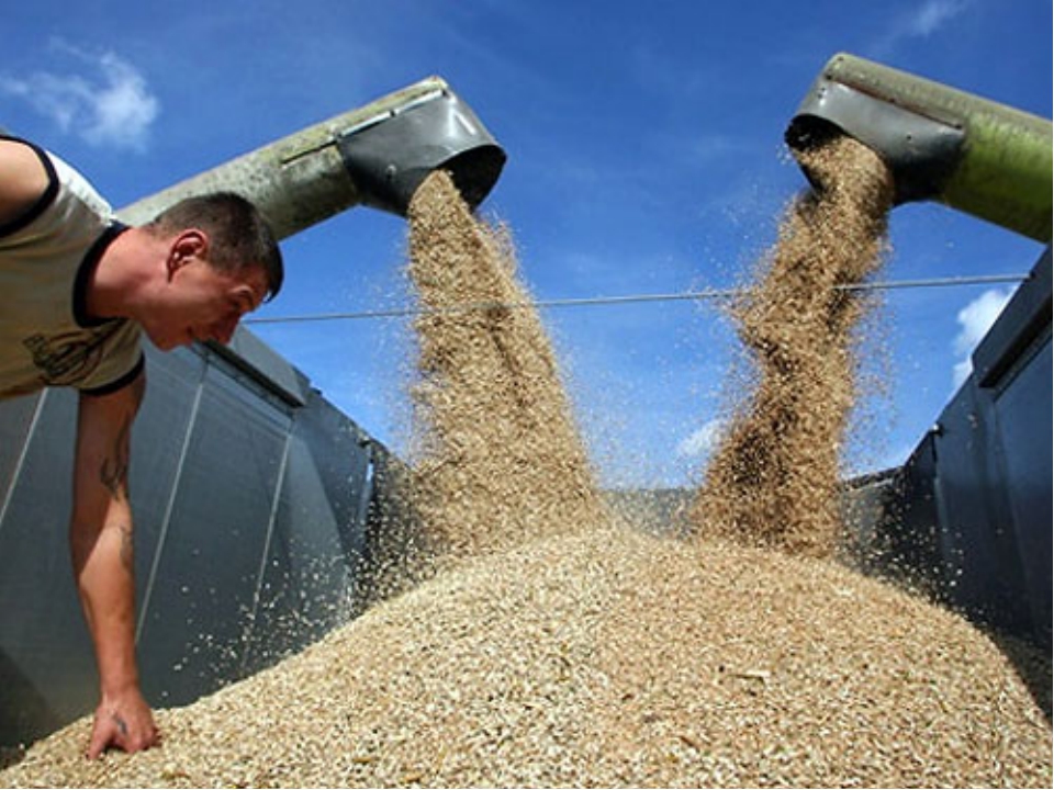 Большой урожай зерна - большие заботы