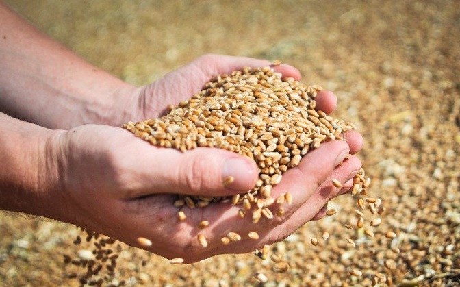Нужно ли ограничивать экспорт зерна?