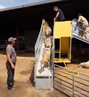 Прицеп для ветеринарной обработки овец Javier Camara (Испания)