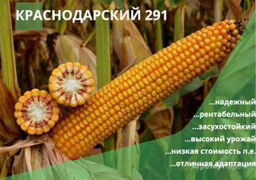 Гибрид семена кукурузы Краснодарский 291