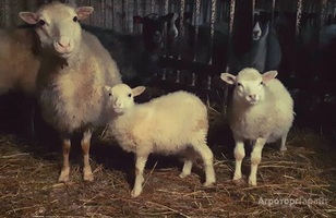 Продам стадо овец Романовские-Тексель