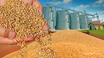 Пшеница продовольственная  3 класс