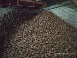 Картофель оптом ОТ 20 тонн