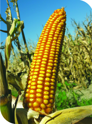 гибрид кукурузы Северина ФАО 140