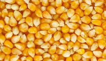 Куплю фуражную кукурузу