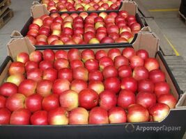 Яблоки оптом напрямую от производителя