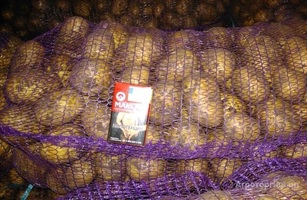 Картофель Гала 2000 тонн калибр 6 плюс