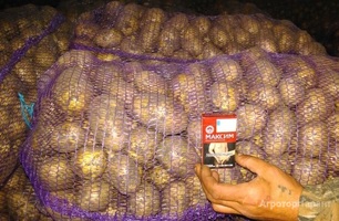 Картофель Гала 2000 тонн калибр 6 плюс