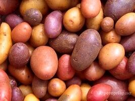 Семена Картофеля