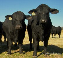 Коровы стельные Абердино-Ангуской породы