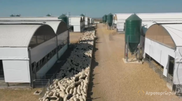 Фидлот - Откормочник для овец баранов JAVIER CAMARA (Испания)