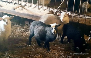 Продам стадо овец Романовские-Тексель