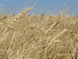 Пшеница 3,4,5 класса