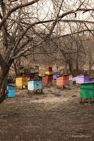 Продаются пчелосемьи с ульями после зимовки