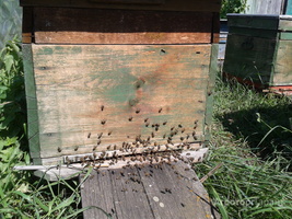 Пчелосемьи, мёд