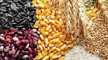 Пшеница ,ячмень, кукуруза,нут,чечевица,фасоль