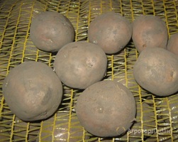 Семенной картофель 1 и 2 репродукции