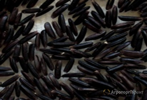 Чёрный рис, нешлифованный, сорт Мулатка, урожай 2023 г