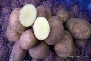 Картофель сорт Винета