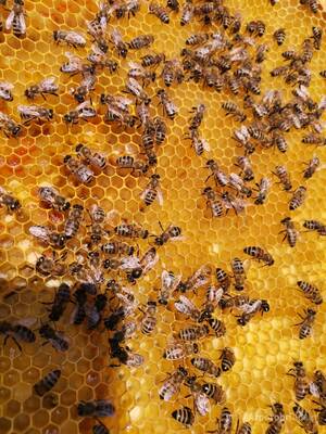 Закупаем мёд и продукты пчеловодства