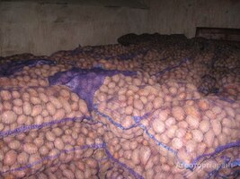Картофель оптом от производителя от 10.50 р/кг