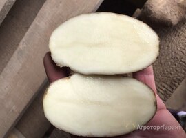 Картофель оптом 5+ от производителя 9,5 р/кг