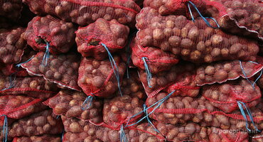 Картофель оптом Ред Скарлет, Гала 5+ от КФХ от 6 руб/кг