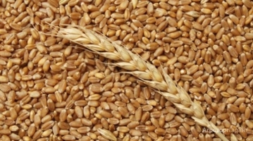 Закупаем пшеницу, ячмень, кукурузу, лён, сою