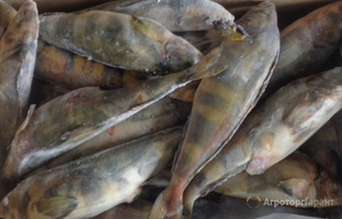 Продаем рыбу терпуг свежемороженый