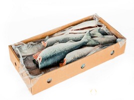 Продаем свежемороженую рыбу
