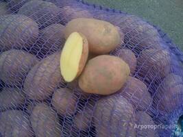 Картофель семенной от производителя