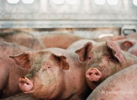 Продаем свиней с откорма, выращенных на натуральных кормах