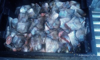 Покупаем рыбные отходы Татарстан