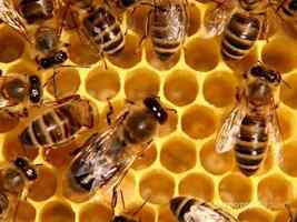 Пчелосемьи, пчелопакеты, ульи, рамки.