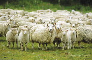 Продажа овец