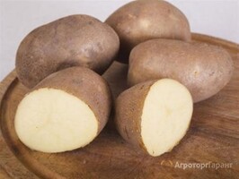 Продам картофел сорта INNOVATOR (фри-съедобные)