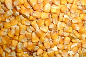 Кукуруза фуражная от производителя 16500 руб/тонна