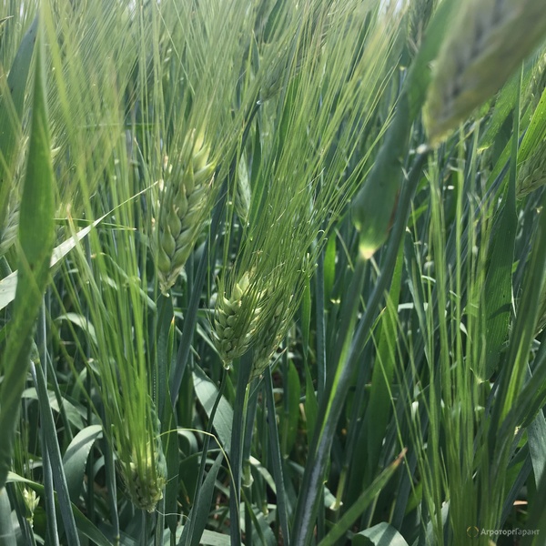ООО Агроастра предлагает приобрести семена озимой пшеницы