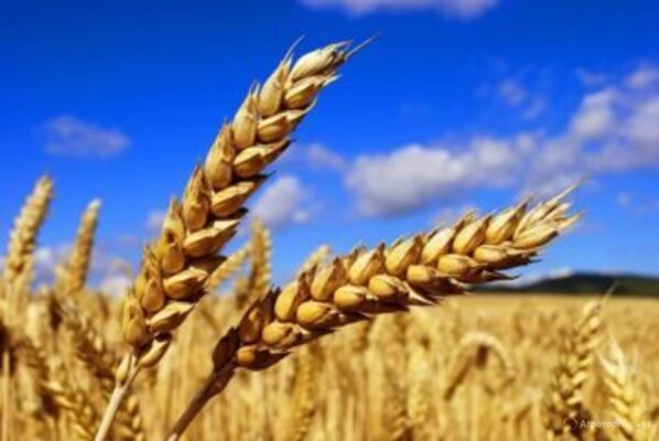 Семена озимой пшеницы сорт Алексеич ЭС/РС1