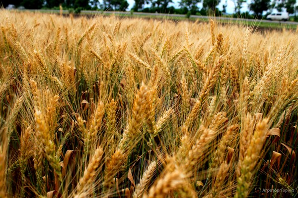 Продаем большим оптом семена Пшеницы, подсолнух, Бобовые, Ячмень, Нут, Горох, Зерно