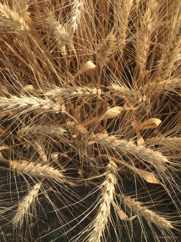 Семена озимой мягкой пшеницы сорт Лидия ЭС