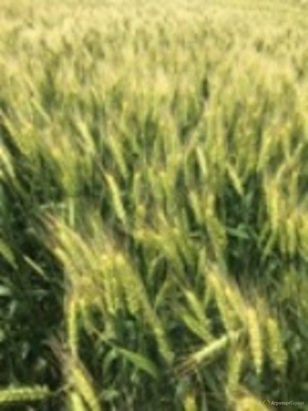 Семена озимой мягкой пшеницы сорт Ермак ЭС/РС1/РС2